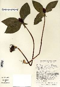 Trillium recurvatum image