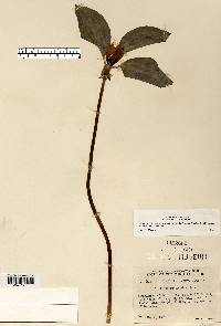 Trillium recurvatum image