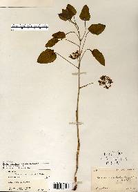 Smilax ecirrhata image