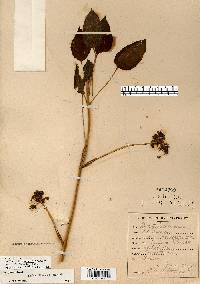 Smilax illinoensis image