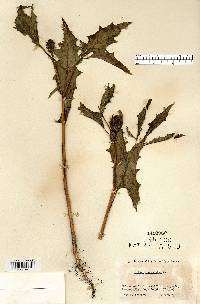 Datura stramonium image