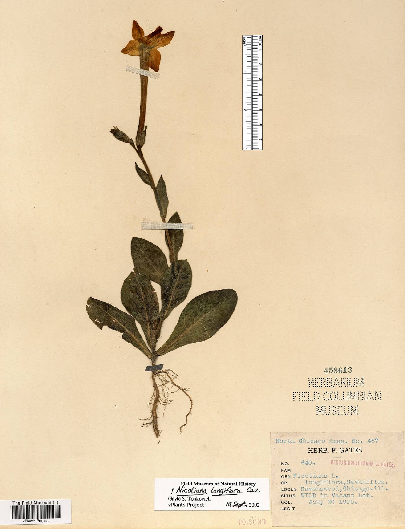 Nicotiana longiflora image