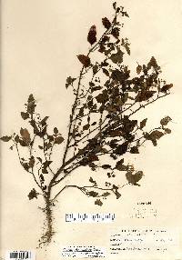 Solanum ptychanthum image