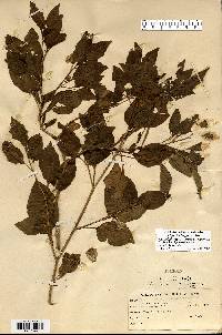 Physalis longifolia image