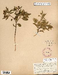 Physalis virginiana image