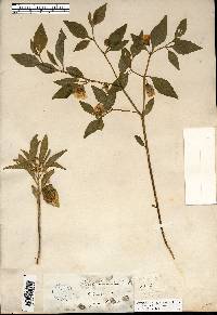 Physalis virginiana image