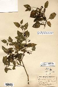 Solanum ptychanthum image