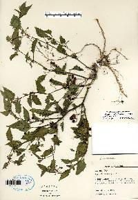 Solanum ptychanthum image