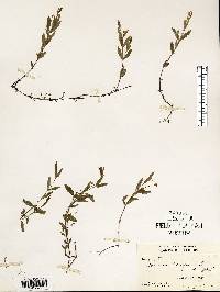 Moehringia lateriflora image