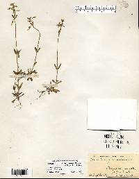Cerastium brachypodum image