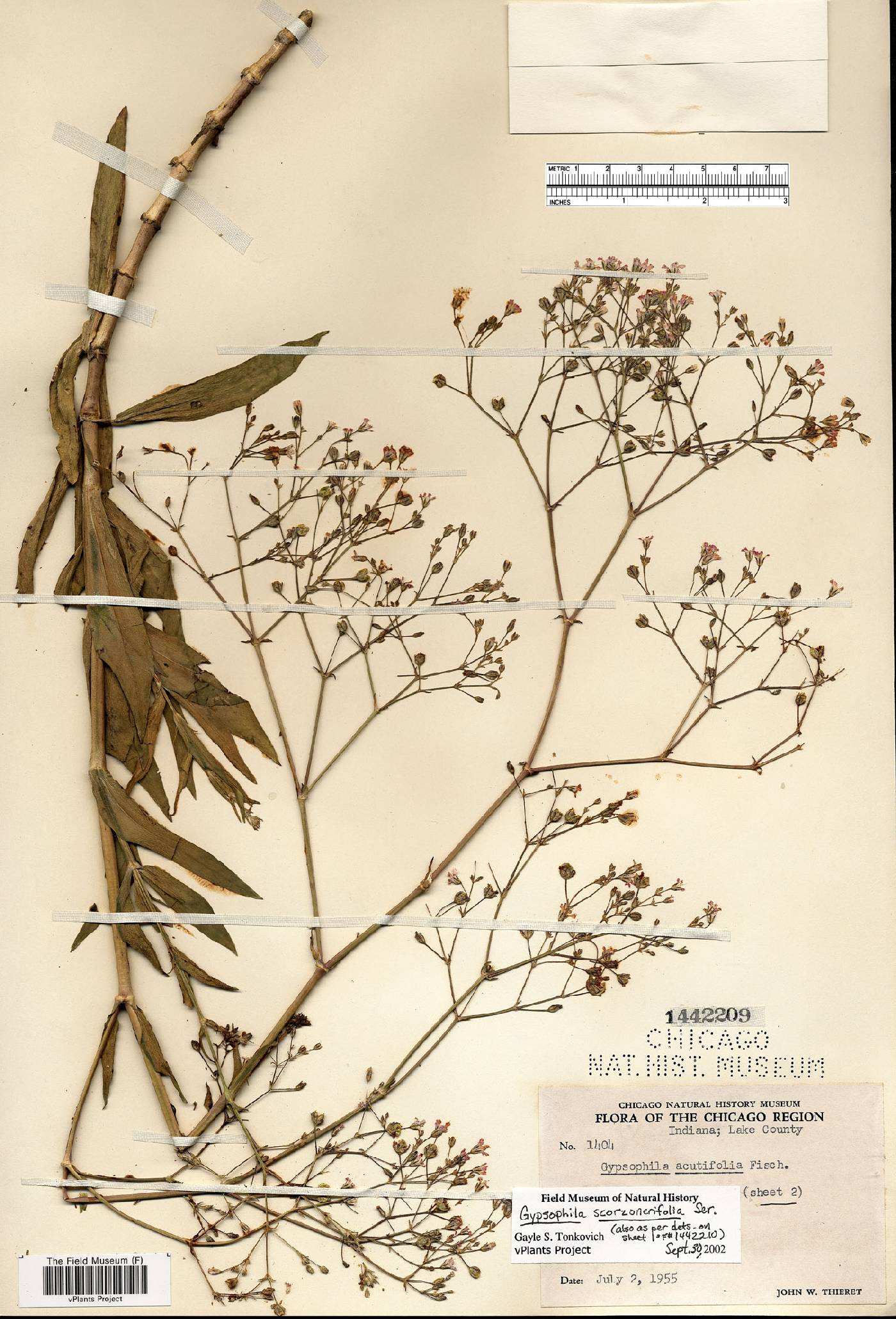 Gypsophila scorzonerifolia image