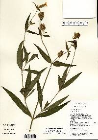 Silene latifolia image