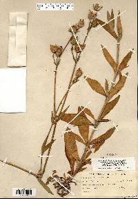 Silene latifolia image