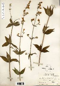 Silene stellata image