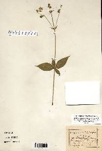 Silene stellata image