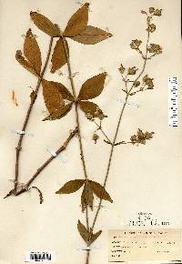 Silene stellata image