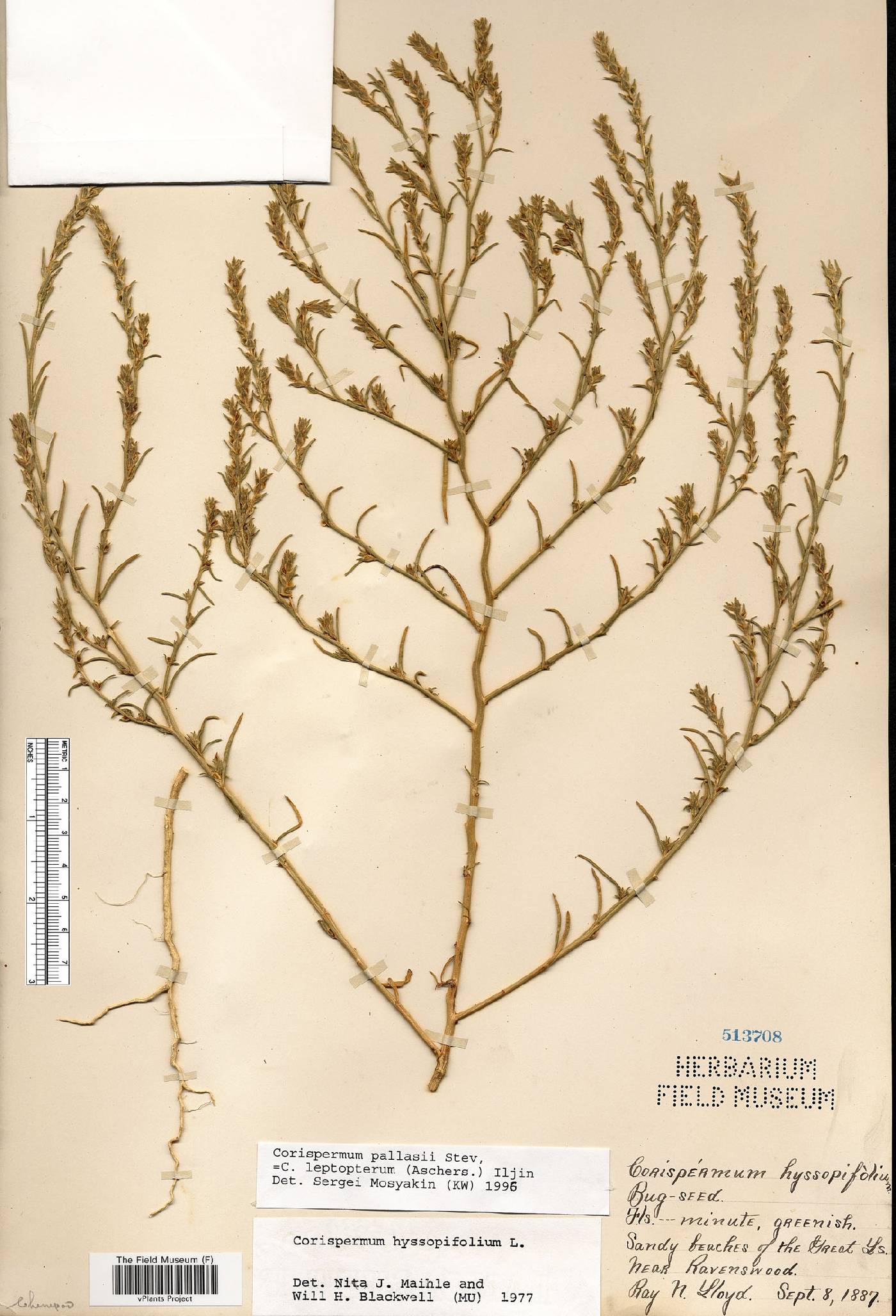 Corispermum pallasii image