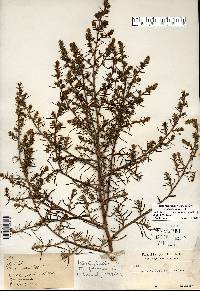 Salsola tragus image