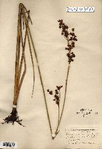 Cladium mariscoides image