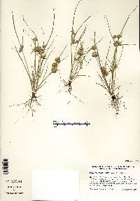 Cyperus acuminatus image