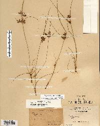 Cyperus bipartitus image