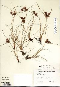 Cyperus bipartitus image