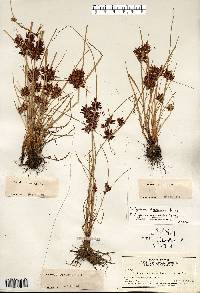 Cyperus diandrus image