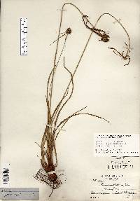 Cyperus lupulinus image