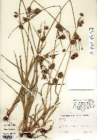 Cyperus × mesochorus image