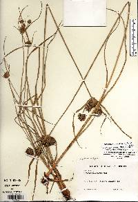 Cyperus × mesochorus image