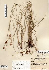 Cyperus × mesochorus image