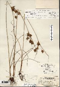 Cyperus × mesochorus image