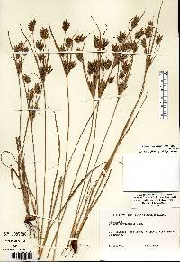 Cyperus schweinitzii image