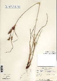 Cyperus schweinitzii image