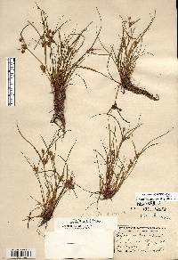 Cyperus squarrosus image