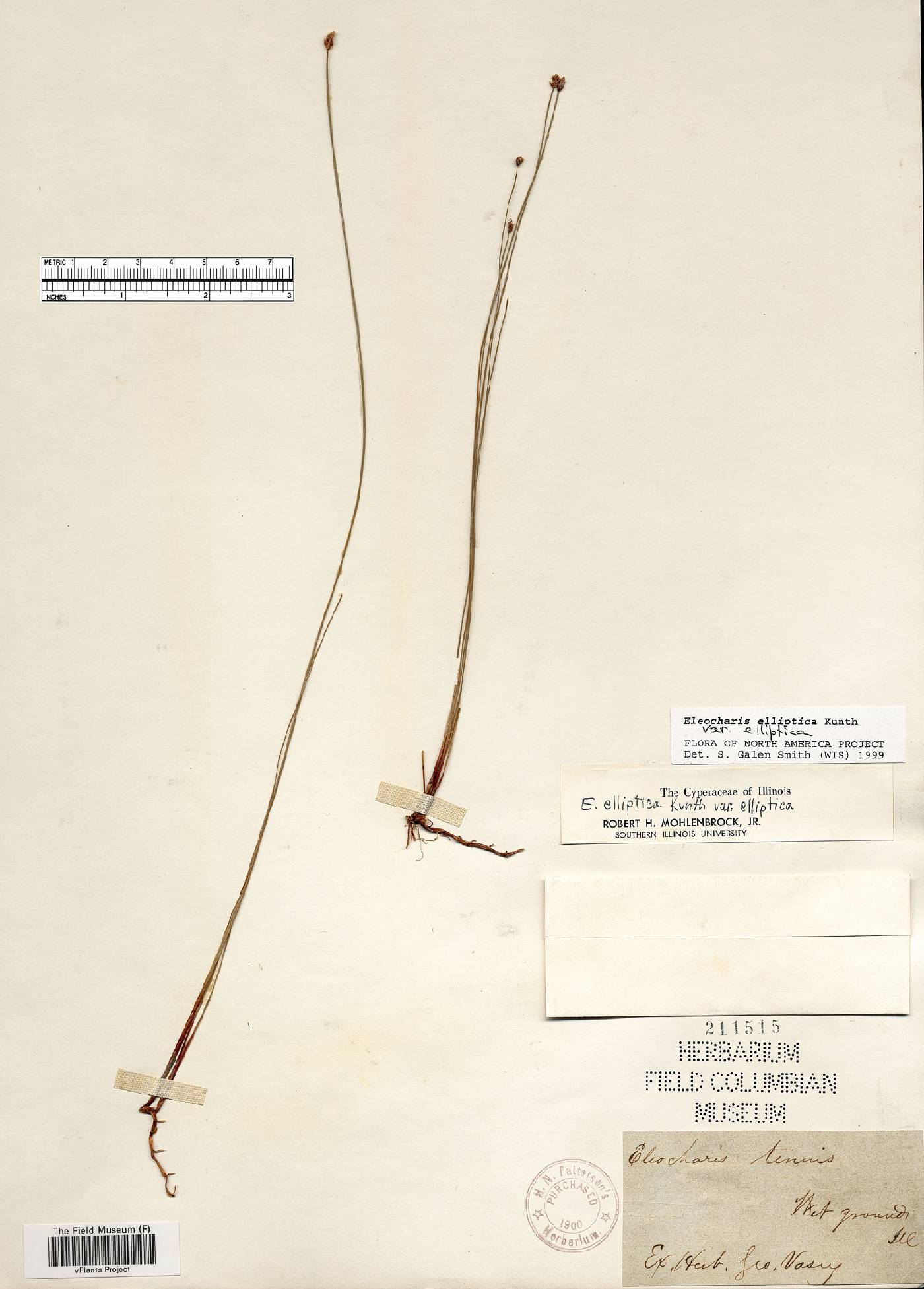 Eleocharis elliptica var. elliptica image