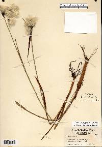 Eriophorum angustifolium image