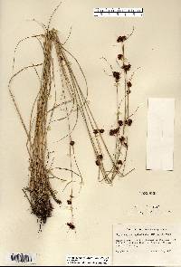 Rhynchospora capitellata image