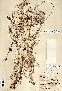 Rhynchospora capitellata image