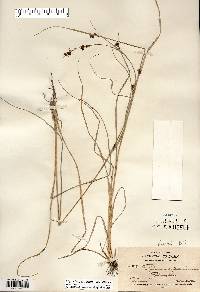 Rhynchospora capitellata image