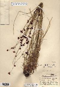 Rhynchospora capitellata image