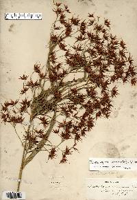 Rhynchospora corniculata image