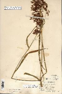 Scirpus pendulus image