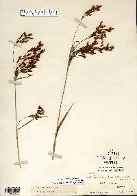 Scirpus pendulus image