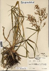 Scirpus pendulus image