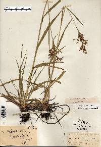 Scirpus pendulus image