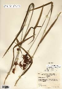 Scirpus pendulus image