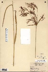 Scirpus pendulus image