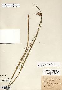 Scleria triglomerata image