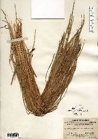 Scleria triglomerata image